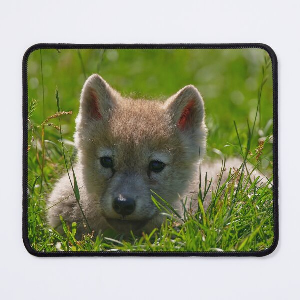 Item preview, Arctic Wolf Pup designed and sold by WolvesOnly.