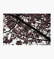 Blossoms Photographic Print