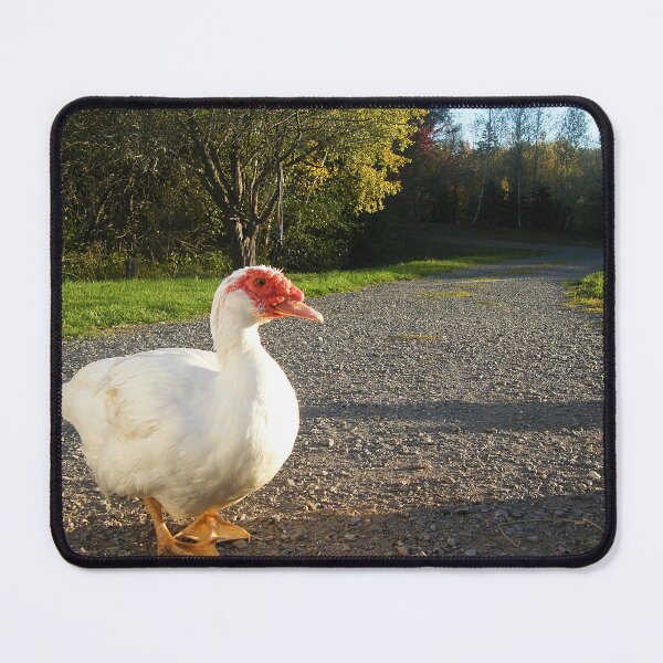 Item preview, White Muscovy Duck designed and sold by imphavok.