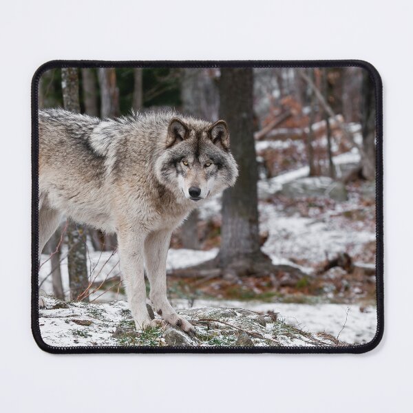 Item preview, Timber Wolf designed and sold by WolvesOnly.