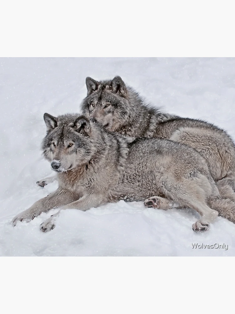 Thumbnail 5 of 5, Mouse Pad, Timber Wolves designed and sold by WolvesOnly.
