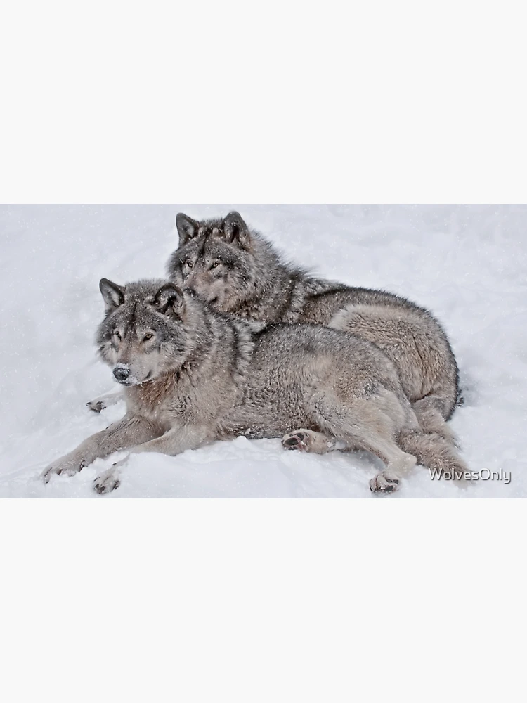 Imagen 3 de 3, Gorra con la obra Timber Wolves, diseñada y vendida por WolvesOnly.