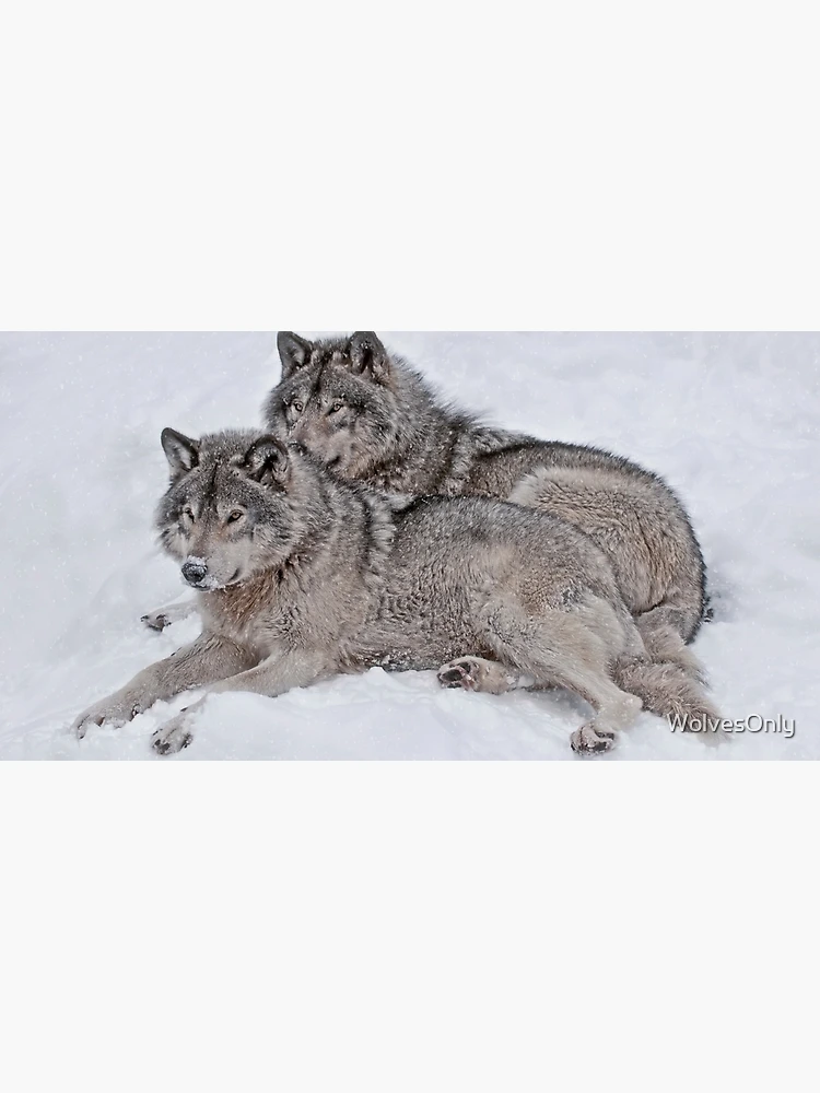 Thumbnail 5 of 5, Mouse Pad, Timber Wolves designed and sold by WolvesOnly.