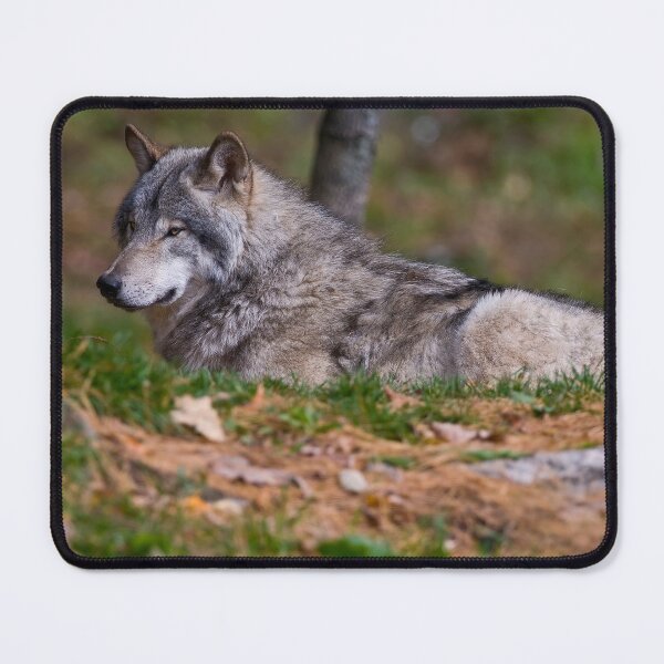 Item preview, Timber Wolf designed and sold by WolvesOnly.