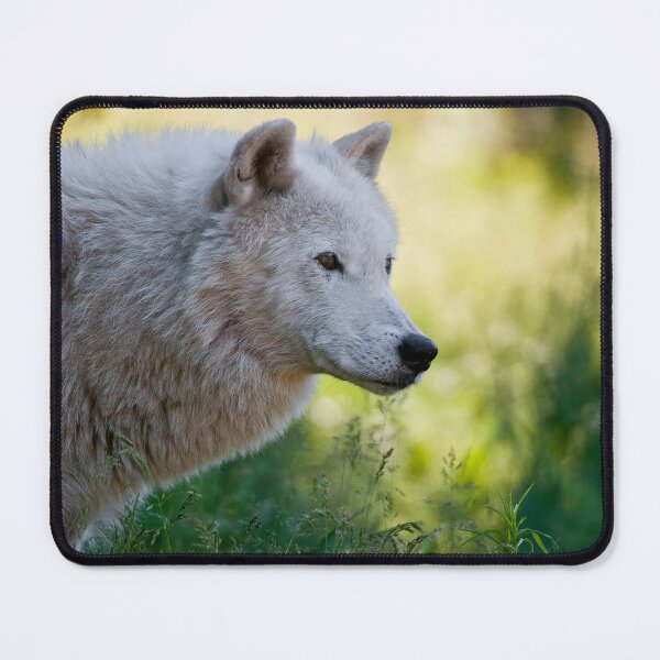 Artikelvorschau, Arctic Wolf entworfen und verkauft von WolvesOnly.