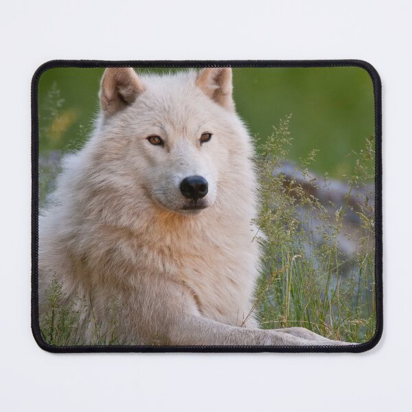 Item preview, Arctic Wolf designed and sold by WolvesOnly.