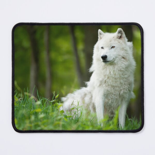 Artikelvorschau, Arctic Wolf entworfen und verkauft von WolvesOnly.