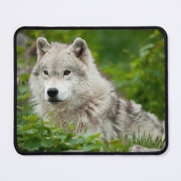 Item preview, Arctic Wolf designed and sold by WolvesOnly.