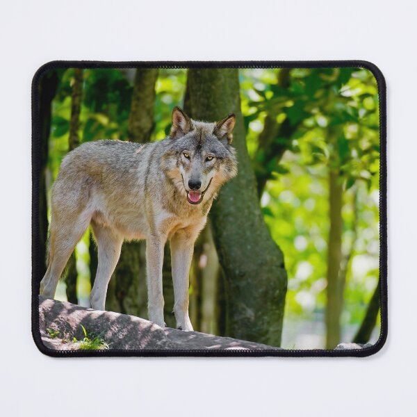 Item preview, Timber Wolf designed and sold by WolvesOnly.