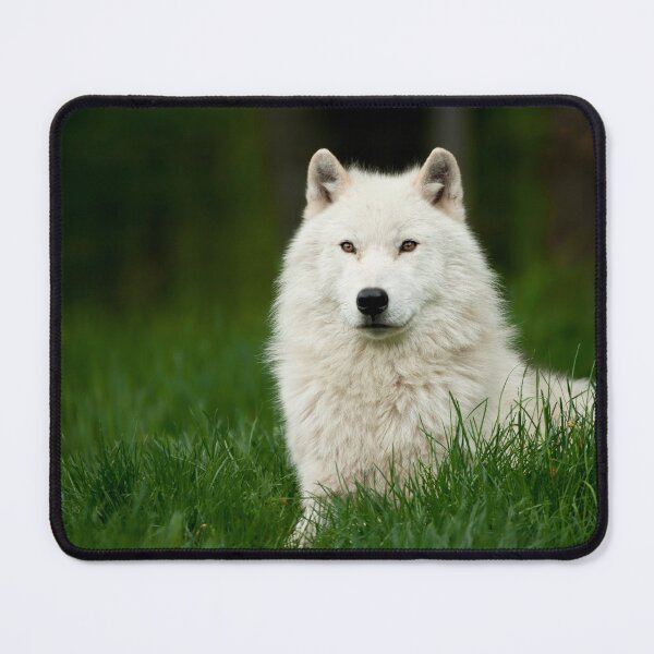 Item preview, Arctic Wolf designed and sold by WolvesOnly.