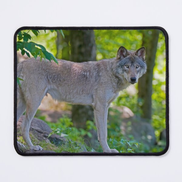 Item preview, Timber Wolf designed and sold by WolvesOnly.