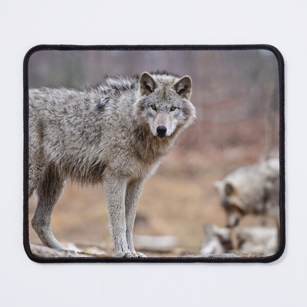Item preview, Timber Wolves designed and sold by WolvesOnly.