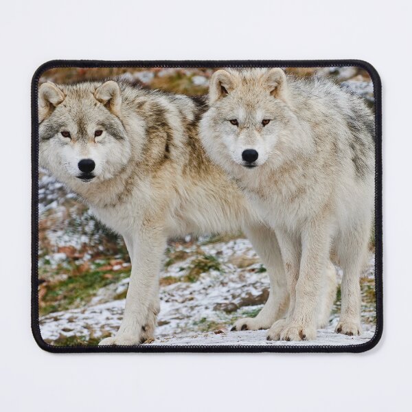 Item preview, Arctic Wolves designed and sold by WolvesOnly.