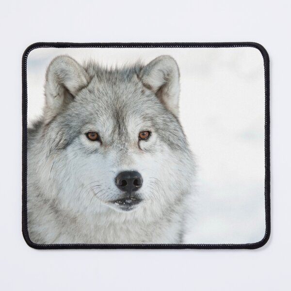 Item preview, Arctic Wolf designed and sold by WolvesOnly.