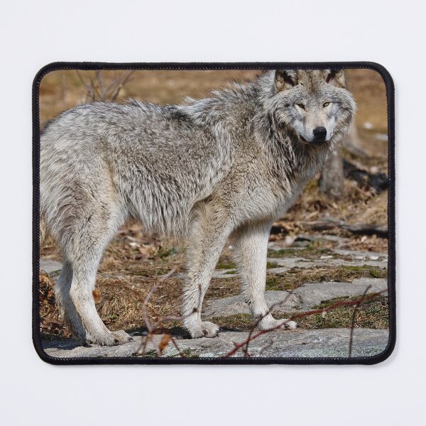 Item preview, Timber Wolf designed and sold by WolvesOnly.
