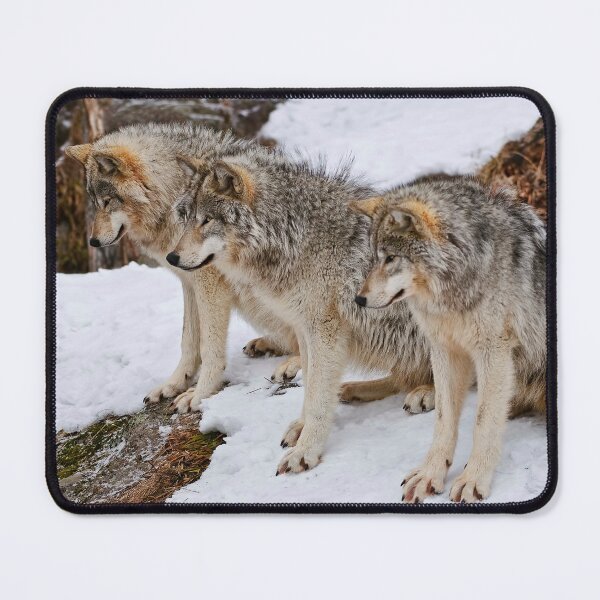 Item preview, Timber Wolves designed and sold by WolvesOnly.