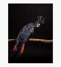 Red-tailed Black Cockatoo #5 Photographic Print