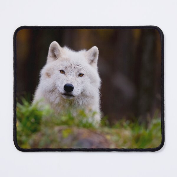 Item preview, Arctic Wolf designed and sold by WolvesOnly.