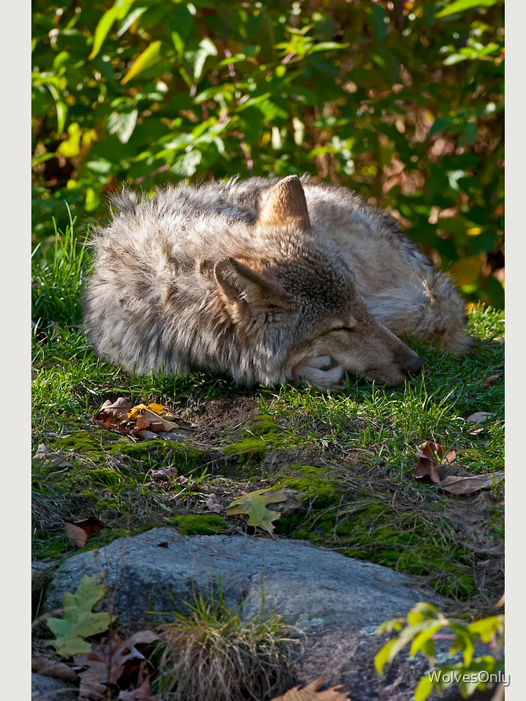 Thumbnail 6 von 6, Premium Oversized Pullover, Taking A Nap designt und verkauft von WolvesOnly.
