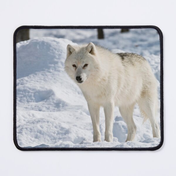 Item preview, Arctic Wolf designed and sold by WolvesOnly.