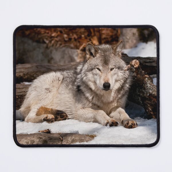 Item preview, Timber Wolf designed and sold by WolvesOnly.