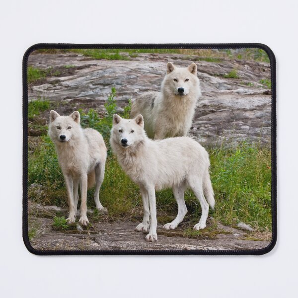Item preview, Arctic Wolves designed and sold by WolvesOnly.