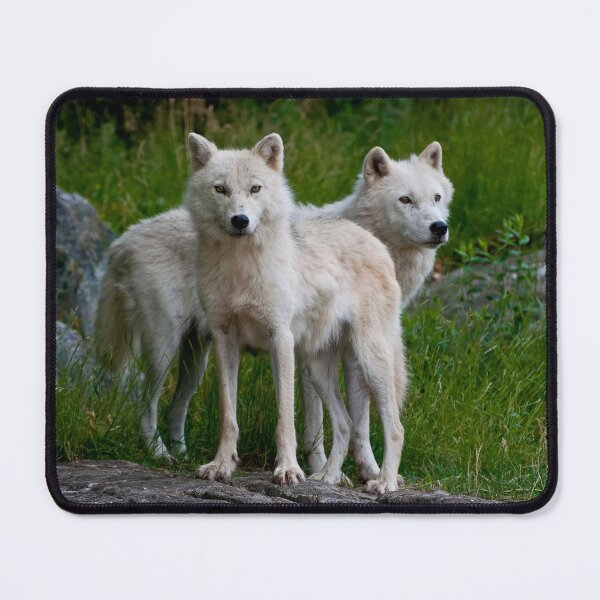 Item preview, Arctic Wolves designed and sold by WolvesOnly.