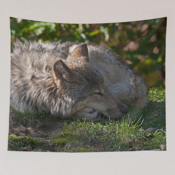Item preview, Sleeping Timber Wolf designed and sold by WolvesOnly.