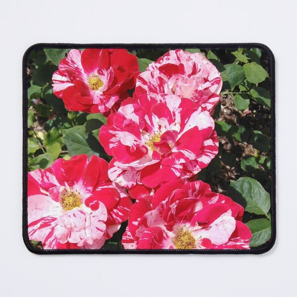 Item preview, Love is colorful like this rose designed and sold by Raigitam.