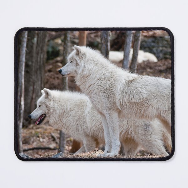 Item preview, Arctic Wolves designed and sold by WolvesOnly.