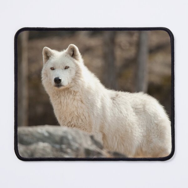 Item preview, Arctic Wolf designed and sold by WolvesOnly.