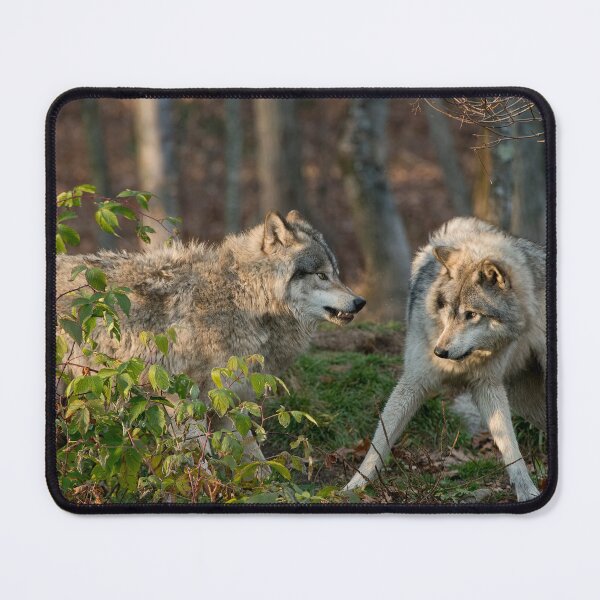Item preview, Timber Wolves designed and sold by WolvesOnly.