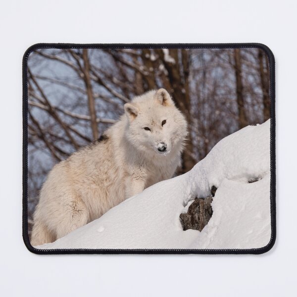 Item preview, Arctic Wolf designed and sold by WolvesOnly.