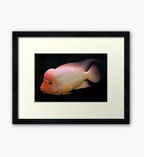Lámina enmarcada Red Devil - Midas Cichlid - Amphilophus labiatum