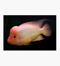 Red Devil - Midas Cichlid - Amphilophus labiatum Photographic Print