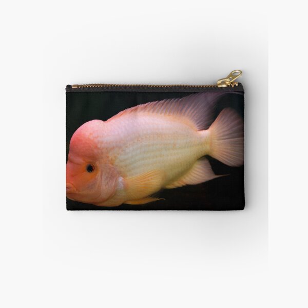 Item preview, Red Devil - Midas Cichlid - Amphilophus labiatum designed and sold by bidkev1.