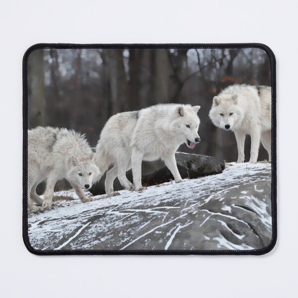 Item preview, Arctic Wolves designed and sold by WolvesOnly.
