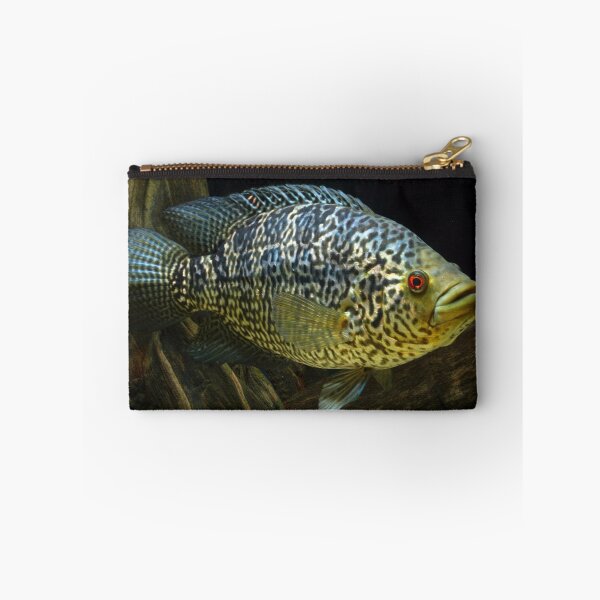 Item preview, Jaguar Cichlid - Parachromis Managuensis - Female designed and sold by bidkev1.
