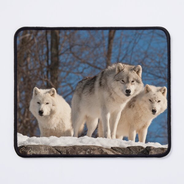 Item preview, Arctic Wolves designed and sold by WolvesOnly.