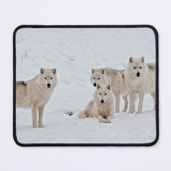 Artikelvorschau, Arctic Wolves In Early Morning entworfen und verkauft von WolvesOnly.