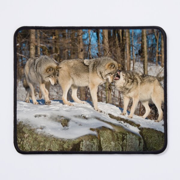 Item preview, Timber Wolves designed and sold by WolvesOnly.