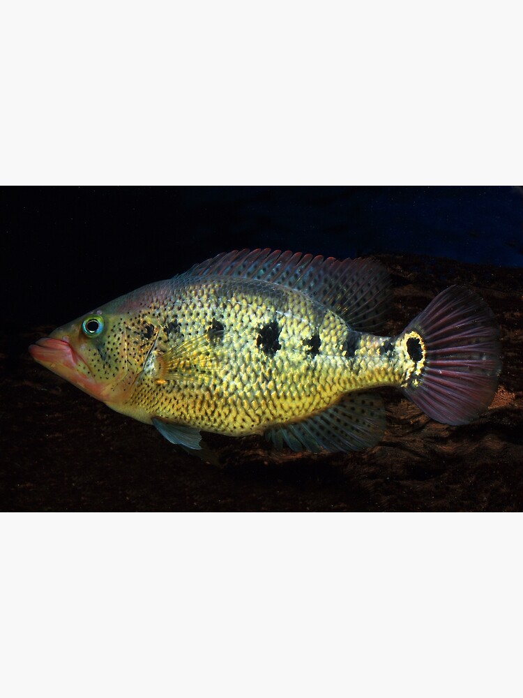 "Petenia Splendida Red Bay Snook" Poster for Sale by bidkev1 Redbubble