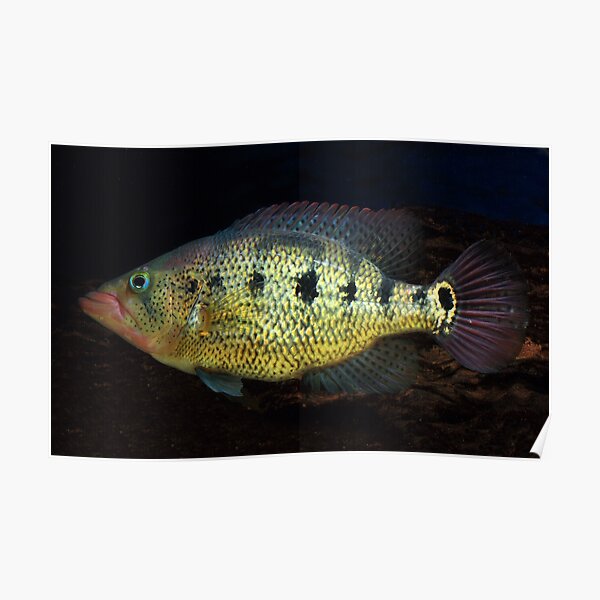 "Petenia Splendida Red Bay Snook" Poster for Sale by bidkev1 Redbubble