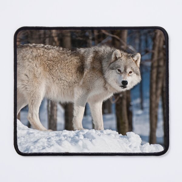 Artikelvorschau, Arctic Wolf entworfen und verkauft von WolvesOnly.