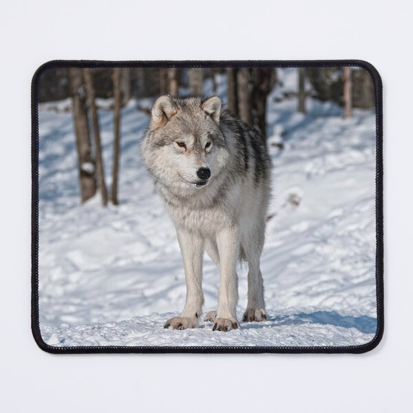 Artikelvorschau, Arctic Wolf entworfen und verkauft von WolvesOnly.