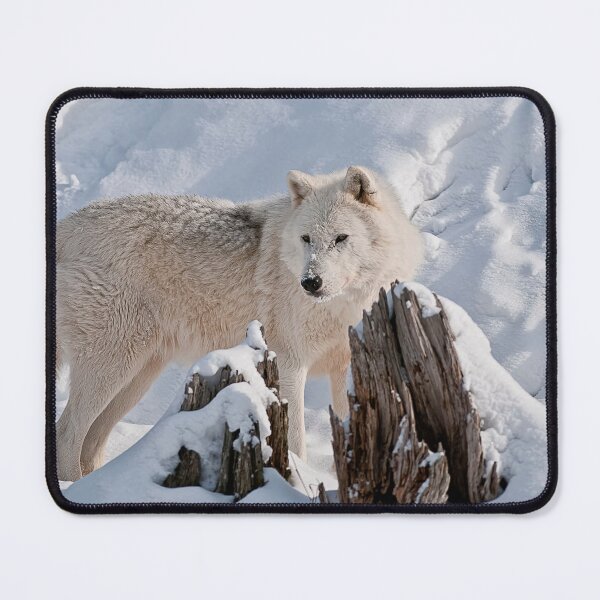 Item preview, Arctic Wolf designed and sold by WolvesOnly.