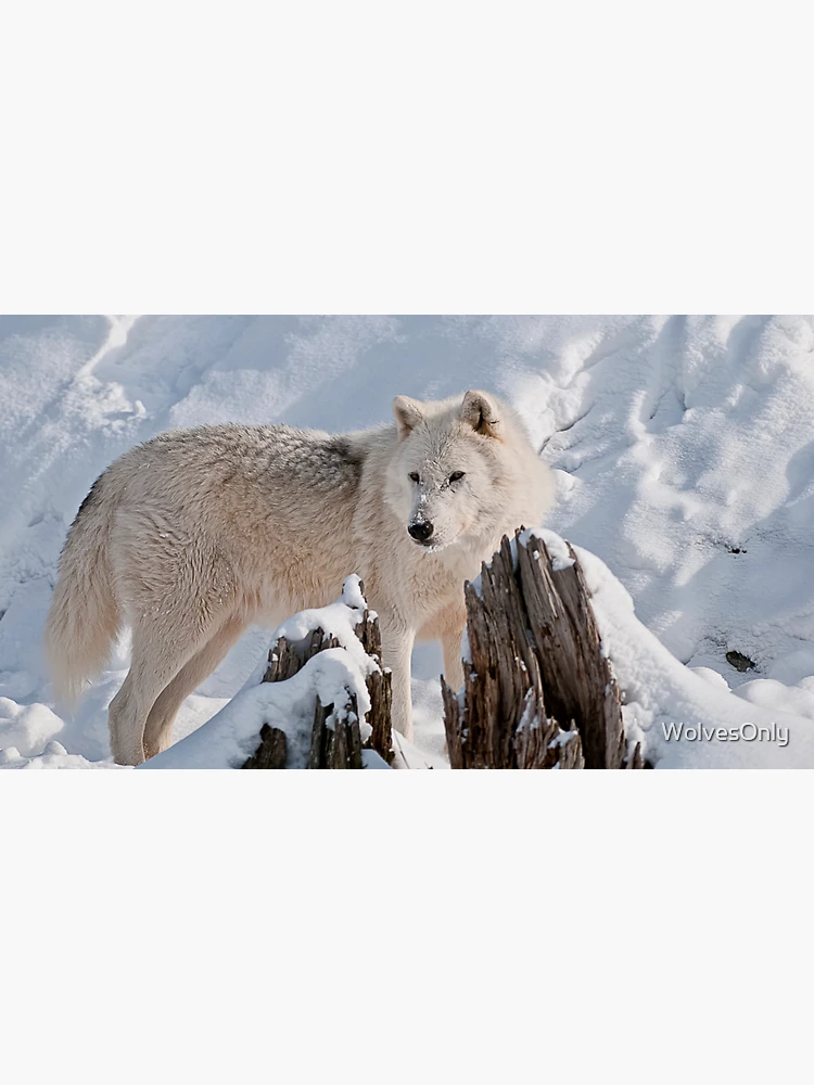 Imagen 3 de 3, Gorra con la obra Arctic Wolf, diseñada y vendida por WolvesOnly.