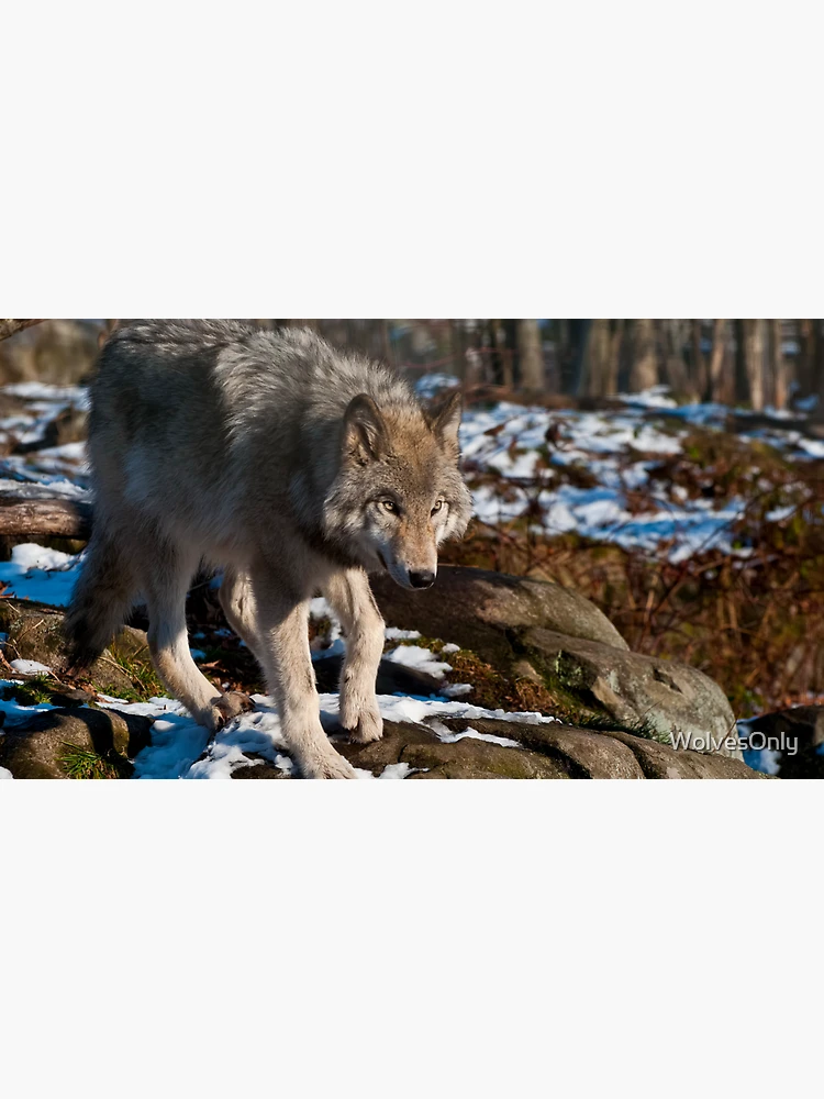 Thumbnail 3 of 3, Cap, Timber Wolf designed and sold by WolvesOnly.