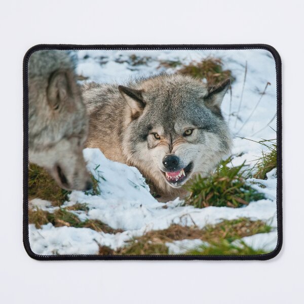 Item preview, Timber Wolves designed and sold by WolvesOnly.