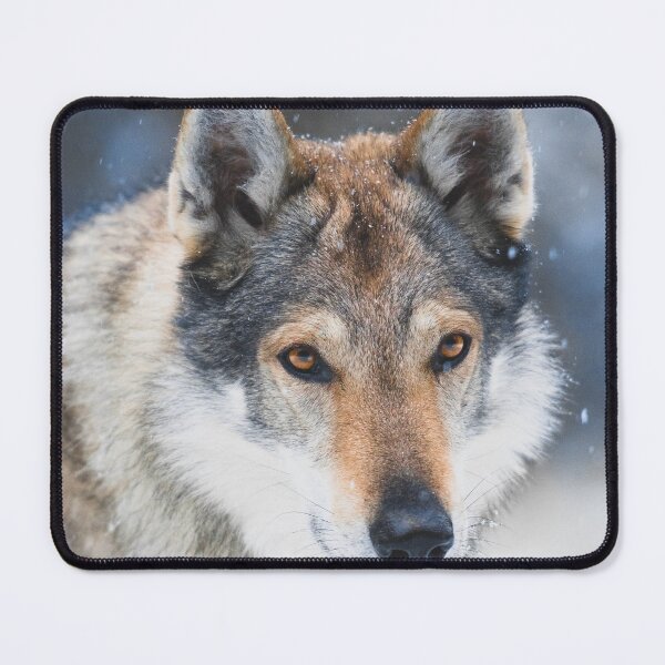 Item preview, Czechoslovakian wolfdog on a winter snowy day designed and sold by Mirka Rueda Rodriguez.